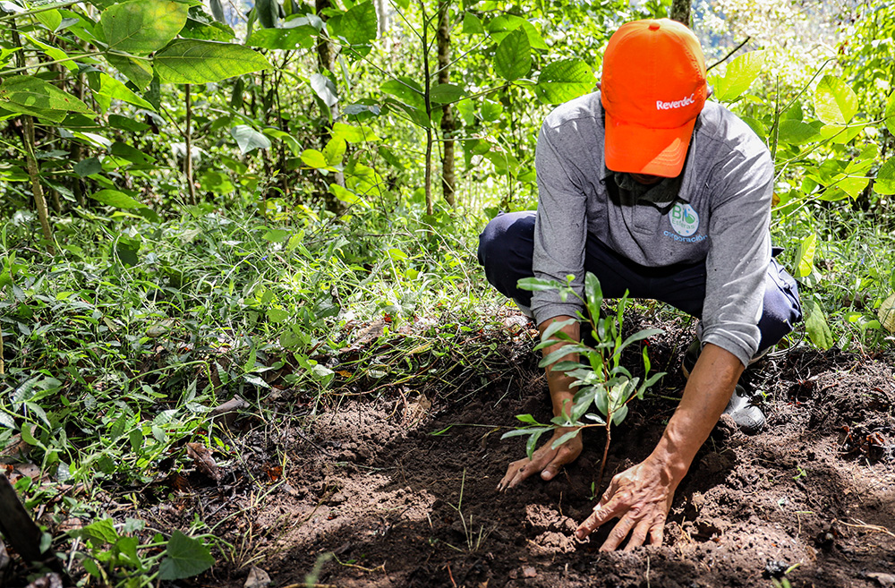 Colaborador de ReverdeC, una iniciativa de Celsia para la restauración ecológica de árboles nativos y restaurar ecosistemas estratégicos en Colombia
